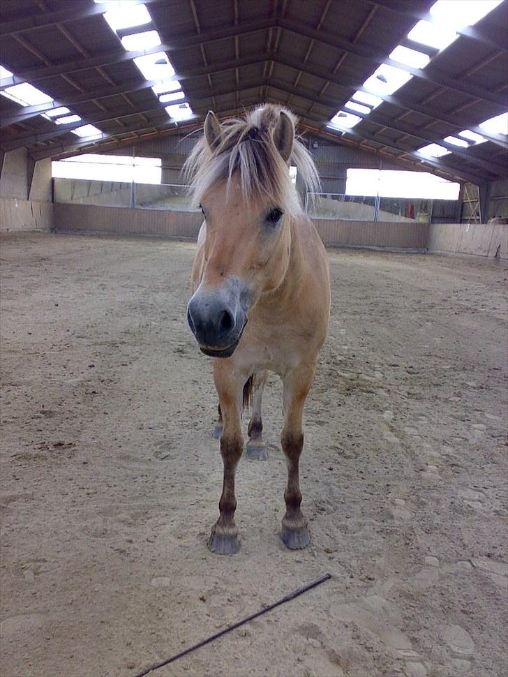 Fjordhest Jeppe  - fri i hallen. billede 5
