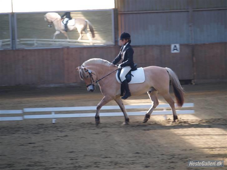 Fjordhest Jeppe  - stævne. billede 12