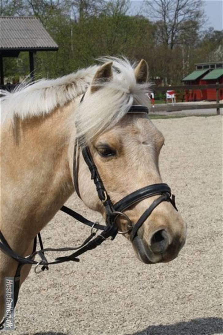 Palomino Epol *solgt P.I.P ;( - Min skønne Pony :* billede 1