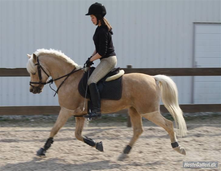 Palomino Epol *solgt P.I.P ;( billede 5