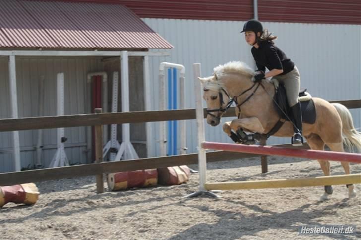 Palomino Epol *solgt P.I.P ;( billede 14