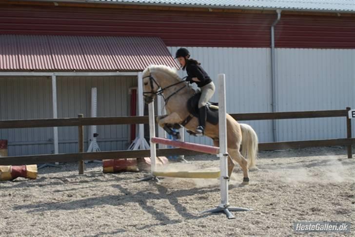 Palomino Epol *solgt P.I.P ;( billede 19