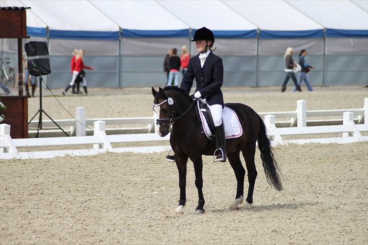 Welsh Mountain (sec A) Fakla Gerald A-pony  ¤Solgt¤ - Min skat :-*
Fotograf: Horsepictures (Mie Winding) billede 14