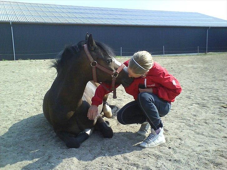 Welsh Mountain (sec A) Fakla Gerald A-pony  ¤Solgt¤ - Tre ord, 12 bogstaver, en betydning - Jeg elsker dig! billede 15