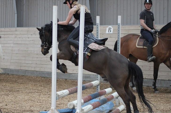 Welsh Mountain (sec A) Fakla Gerald A-pony  ¤Solgt¤ - D. 29/4-10 springning! Han stoppede ikke helt men var tæt på, og sprang og så var jeg lige ved at falde af :D billede 18