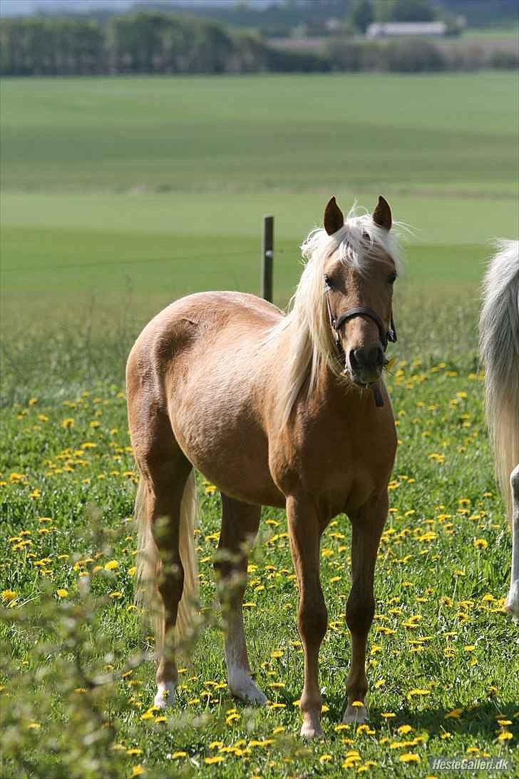 Palomino Rosendahls Golden Mihalie - Min gyldne stjerne ;) Foto: Strømpen ;) NY billede 3