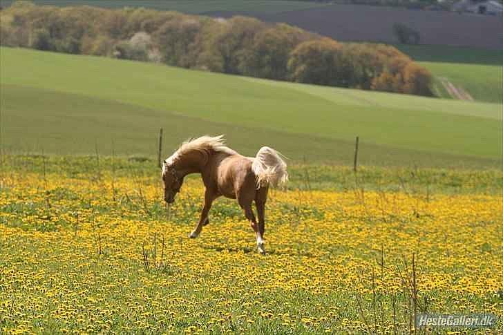 Palomino Rosendahls Golden Mihalie - Mihalie giver den gaz ;) Foto: Strømpen ;) NY billede 9