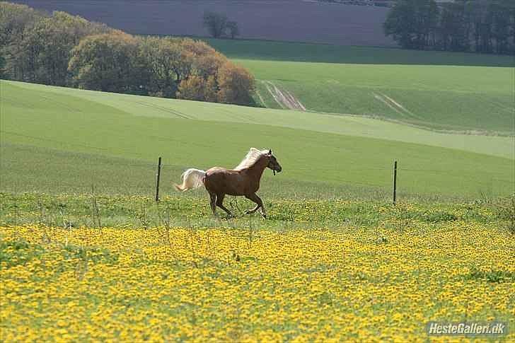 Palomino Rosendahls Golden Mihalie - Mihalie. Foto: Strømpen ;) NY billede 11