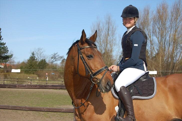 Dansk Varmblod Van Basten *SOLGT* - 1 billede 1