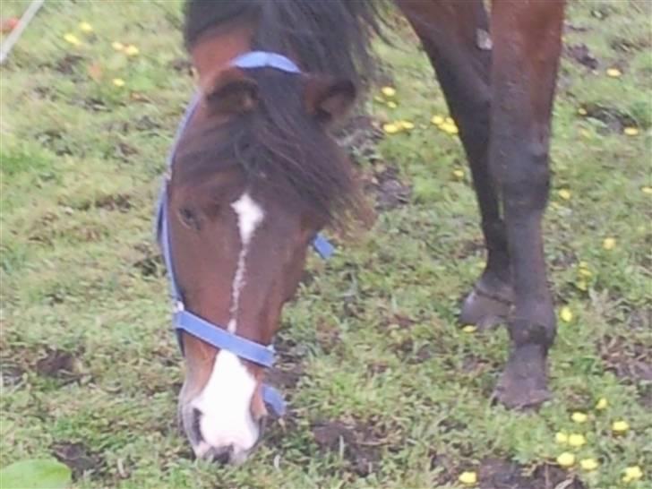 Traver My lord gardenia SOLGT :( billede 4