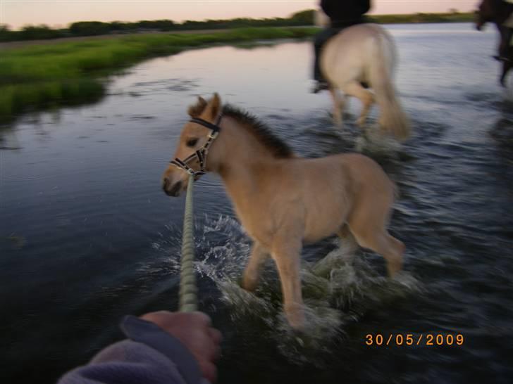 Anden særlig race Maiden - Så er Maiden kommet med ud i vandet og Soppe lidt :D billede 12