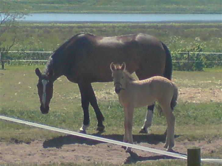 Anden særlig race Maiden - Maiden & Louisianna .. Bedste veninder. Lussi fik lov til at hjælpe med og slikke Maiden ren da hun blev født .. billede 14