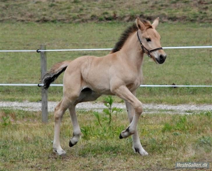 Anden særlig race Maiden - Baby Maiden.. -50% Frieser :D:D ? billede 17