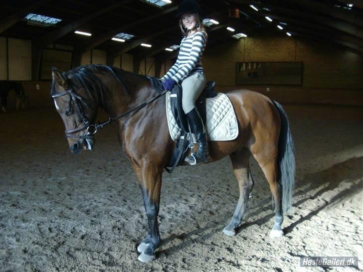 Arabisk fuldblod (OX) Gevinst.. Gammel part - Mig der ridder..  billede 3