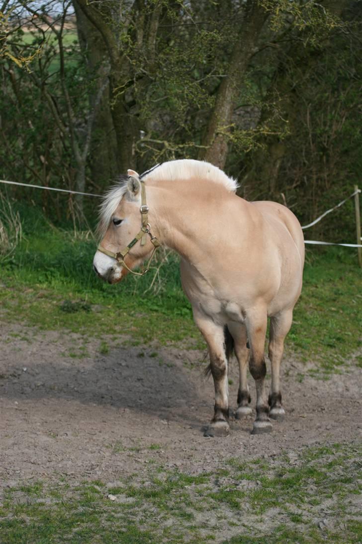 Fjordhest Luise-*R.I.P* billede 17