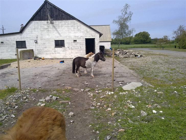 Anden særlig race Freja billede 6