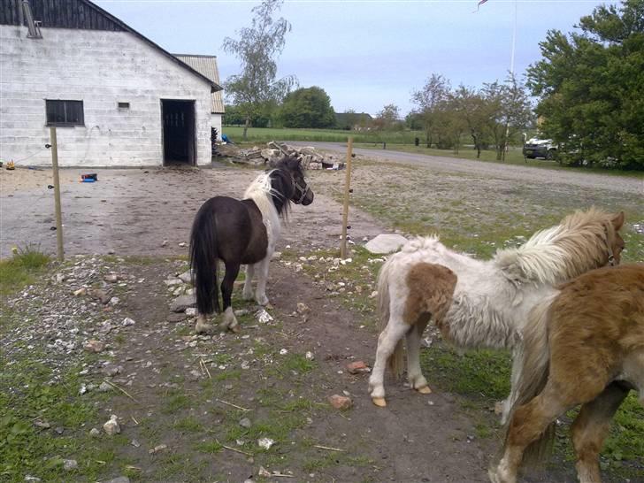 Anden særlig race Freja billede 7