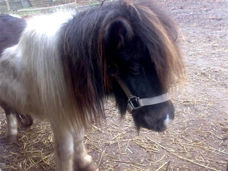 Anden særlig race Freja billede 8