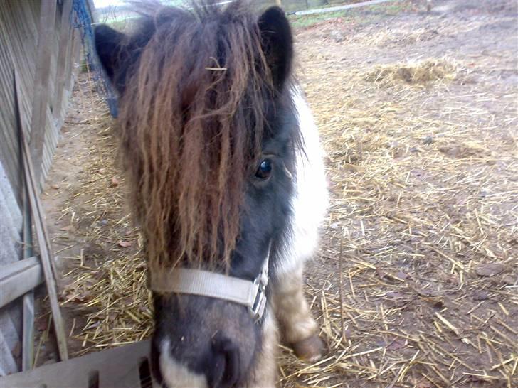 Anden særlig race Freja billede 9