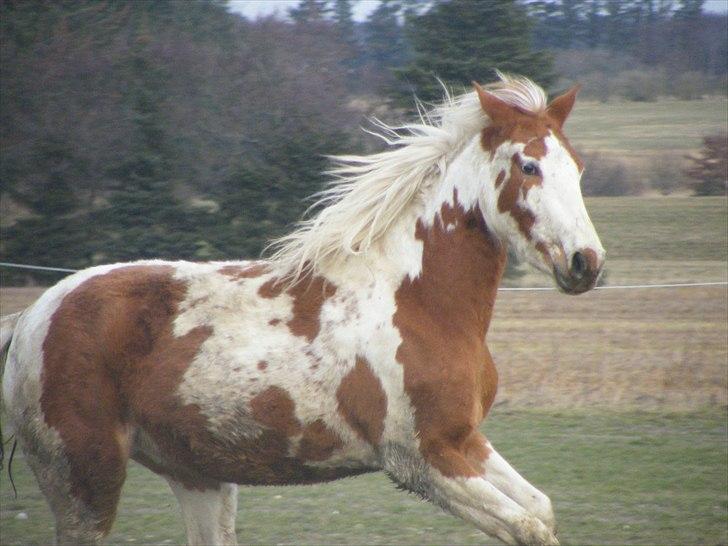 Pinto Indian girl - Indi er en fantastisk flot hoppe, med god skub i "motoren"  billede 1