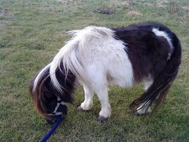 Anden særlig race Freja billede 10