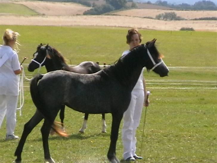 Welsh Mountain (sec A) Teglgårdens Azurra - fik lige øje på en anden pony uden for ringen. billede 6