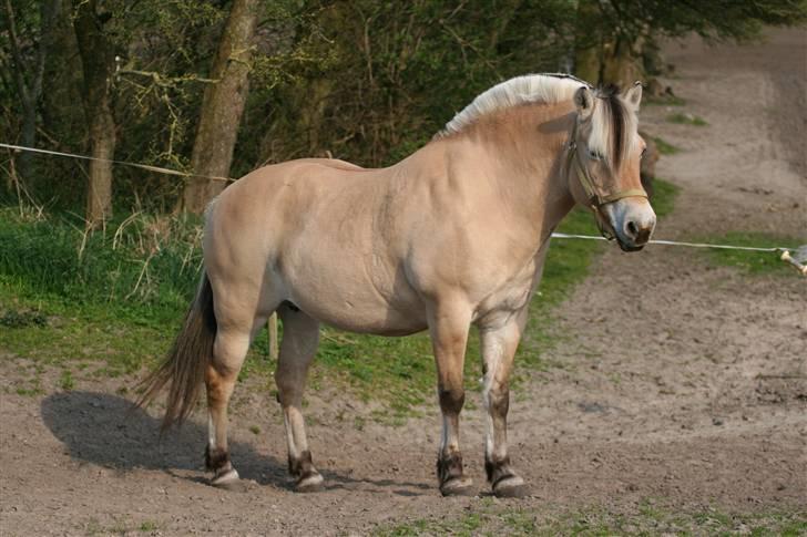 Fjordhest Luise-*R.I.P* billede 18