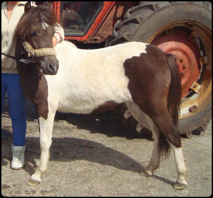 Anden særlig race Safira <3 SOLGT! :-( billede 10
