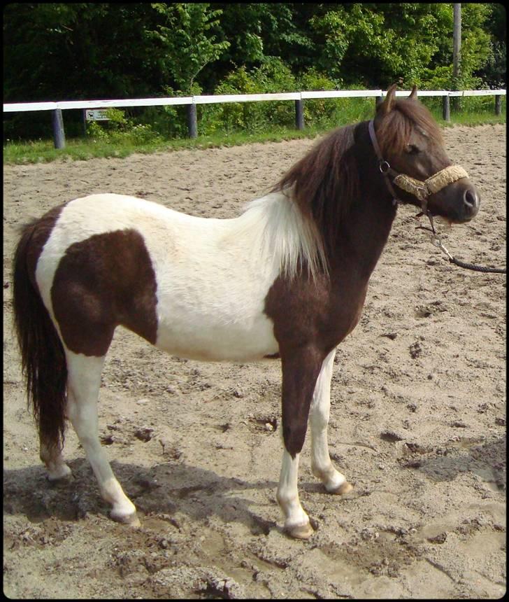 Anden særlig race Safira <3 SOLGT! :-( billede 14