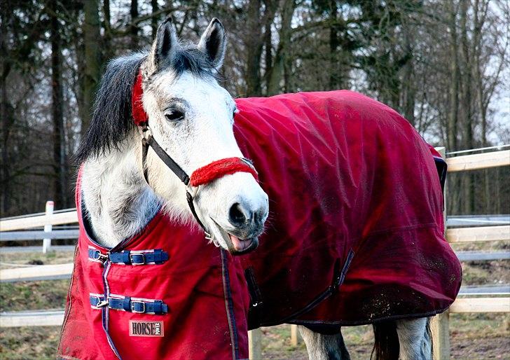 Anden særlig race Marie After Eight - Hun er liiiidt sød :b *foto* Mig  billede 6