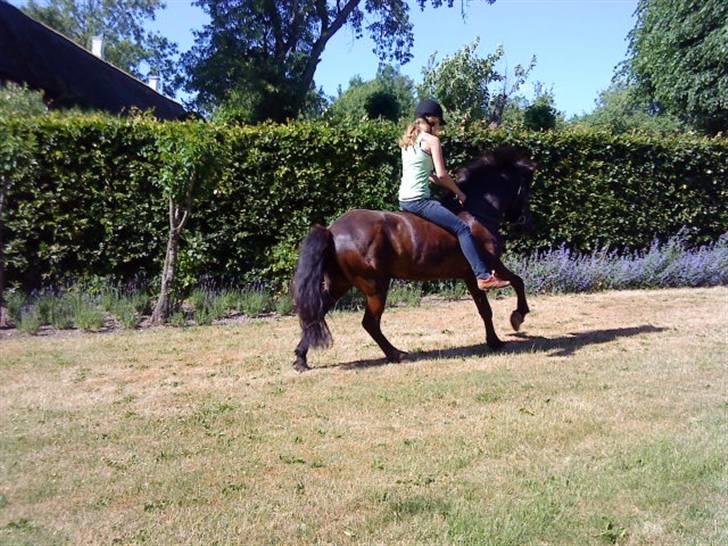 Islænder Sliepnir<3 R.I.P :'( - Slippy traver. du er dygtig skat :-* billede 15