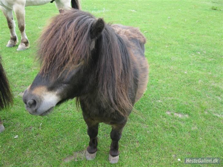 Shetlænder Bølle<3(L' ILY <3 - Smukke bølle <3 billede 19