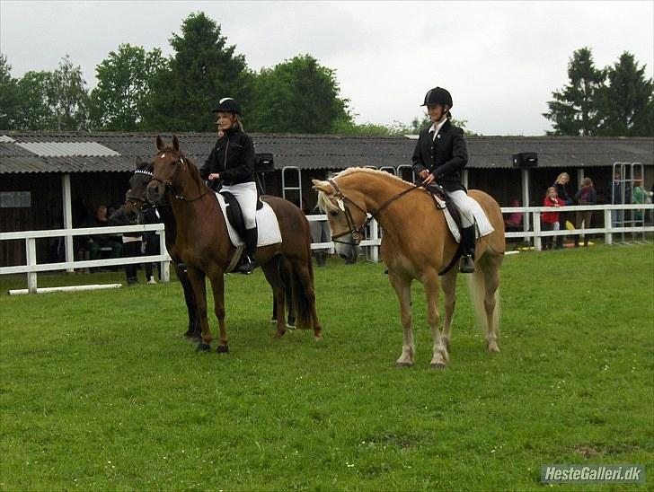 Haflinger Kløv's Paxi - Paxi på det fynske dyrskue. -inden dressur.:-D (billedet er vidst taget af katja.) billede 14