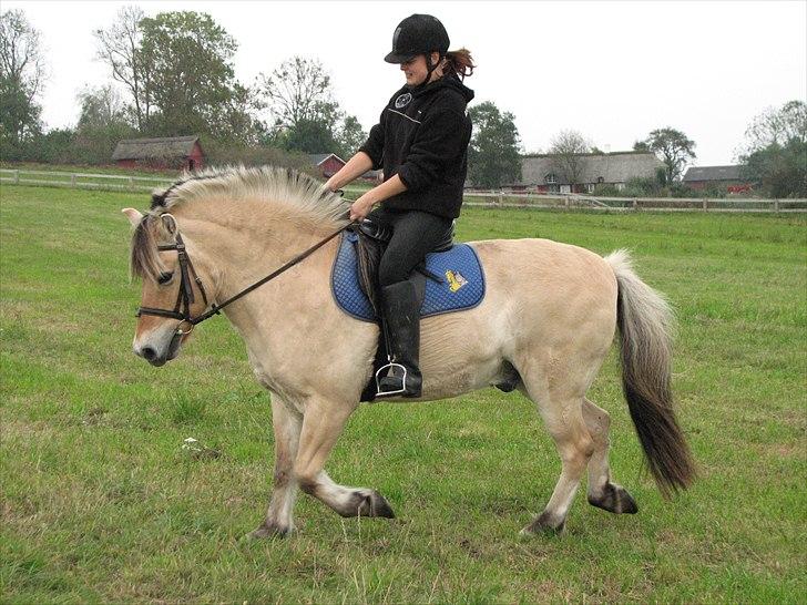 Fjordhest Lukas<3 (L' - Smukke lukas nyt 4/10 billede 12