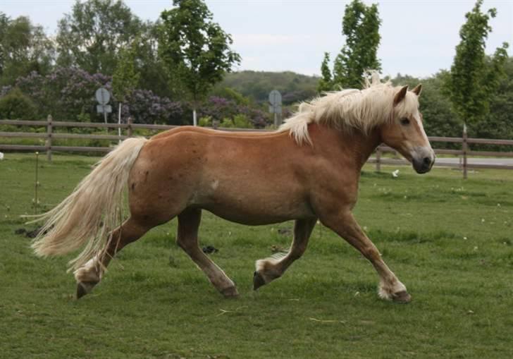 Haflinger Dex Dexter  - D. 18/5-09 SA foto billede 17
