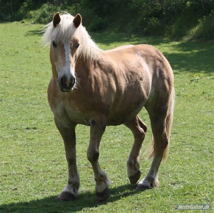 Haflinger Dex Dexter  - D. 18/5-09 SA foto. billede 18