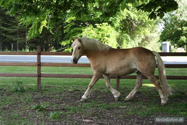 Haflinger Dex Dexter  - D. 18/5-09 SA foto. billede 19