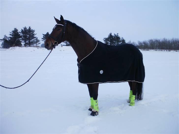 Dansk Varmblod Zaro R.I.P <3 - En skøn vinter dag :) billede 3