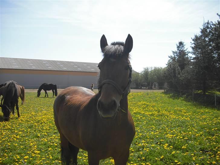 DSP Skovlundegårds Mathilde - Mathilde nyder sommergræs. Sommer 2009 Grænge! billede 15