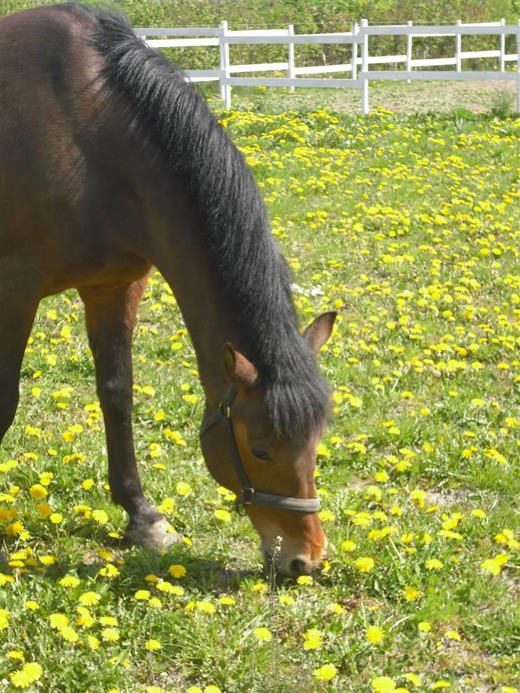 DSP Skovlundegårds Mathilde - Ja, mere sommergræs. Sommer 2009 Grænge! billede 16