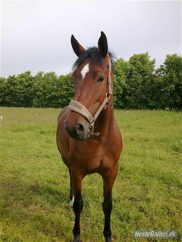 Dansk Varmblod Zaro R.I.P <3 - Smukke<3 billede 4