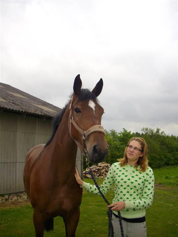 Dansk Varmblod Zaro R.I.P <3 - Lige ankommet til hendes nye hjem!(: <3 billede 6