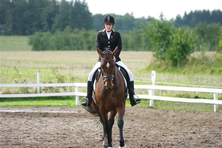 Dansk Varmblod Zaro R.I.P <3 - 2 stævne(: <3 billede 7