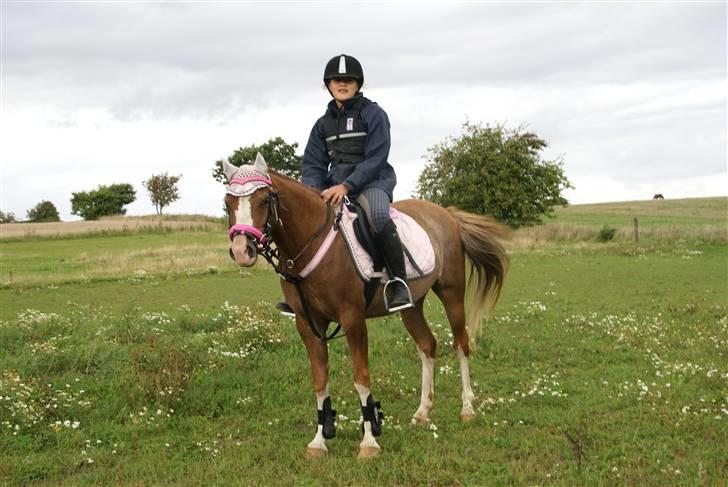 Welsh Pony af Cob-type (sec C) Molly/solgt. billede 7