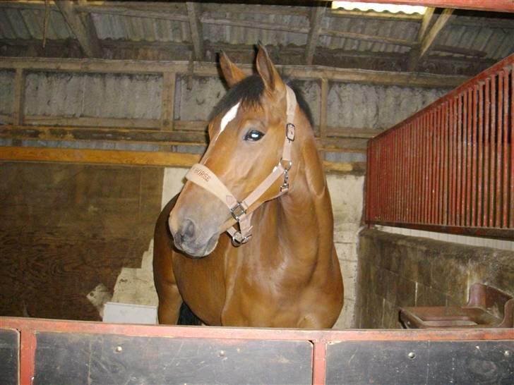 Dansk Varmblod Zaro R.I.P <3 - lige ankommet:D <3 billede 8