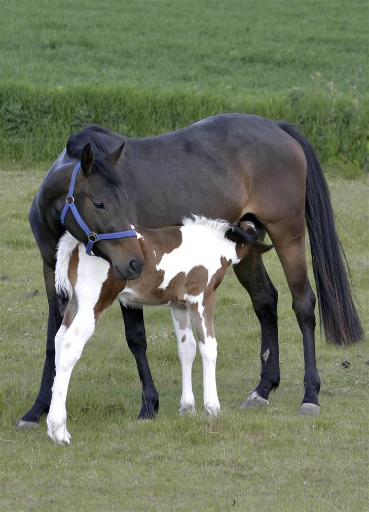 Irish Cob Crossbreed Willson Mc Caffee - Kærlighed. :) 5 Juni 09. 3 uger gammel. billede 20