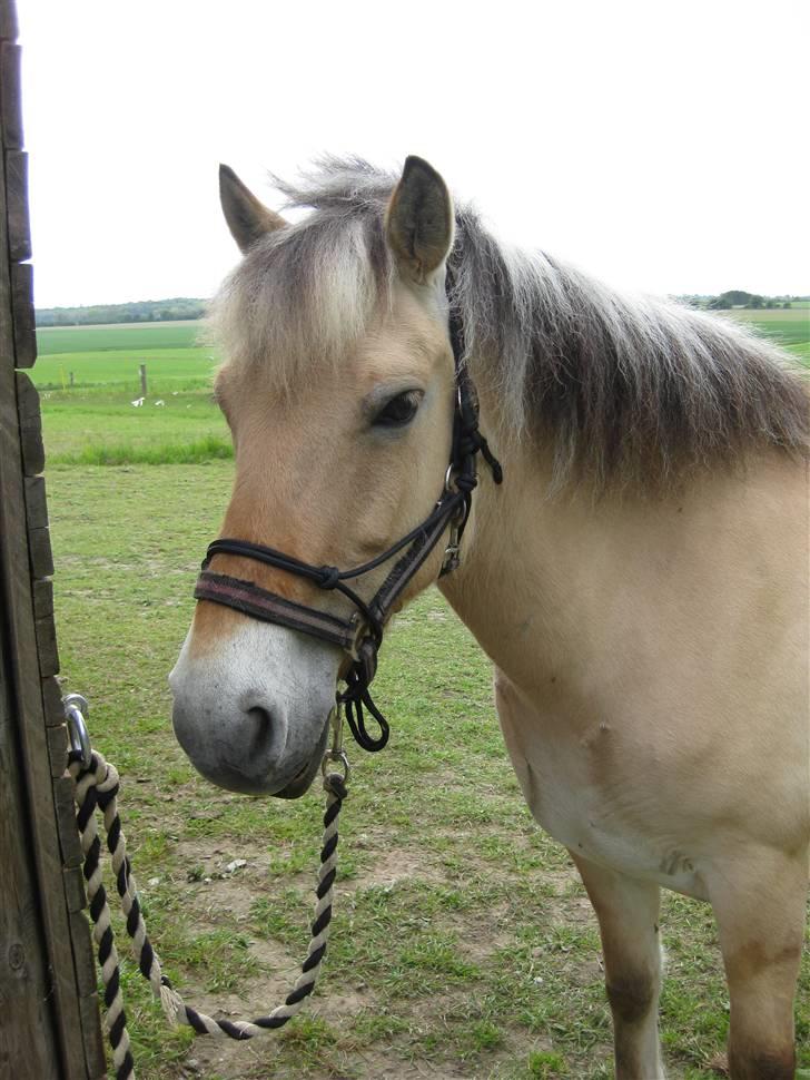 Fjordhest Nørgårdens Athene - den smukkeste pige! billede 15