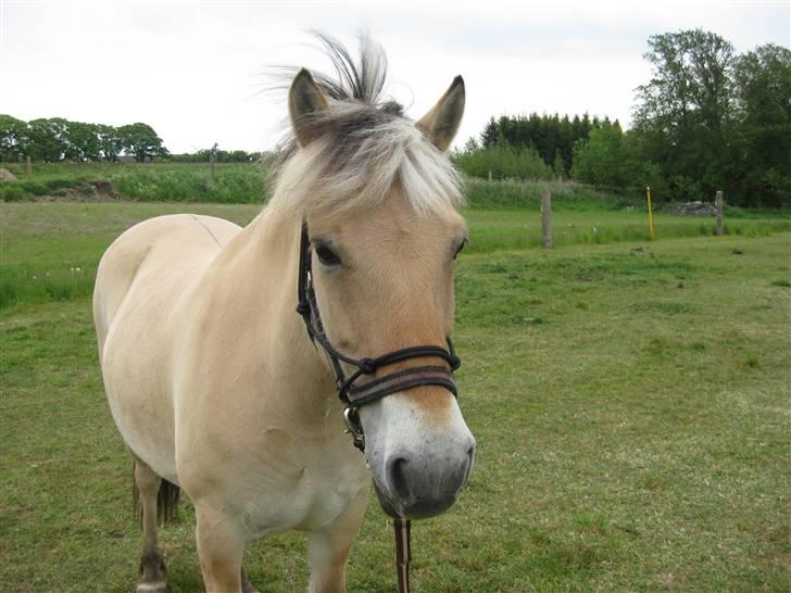 Fjordhest Nørgårdens Athene - den smukkeste pige! billede 16