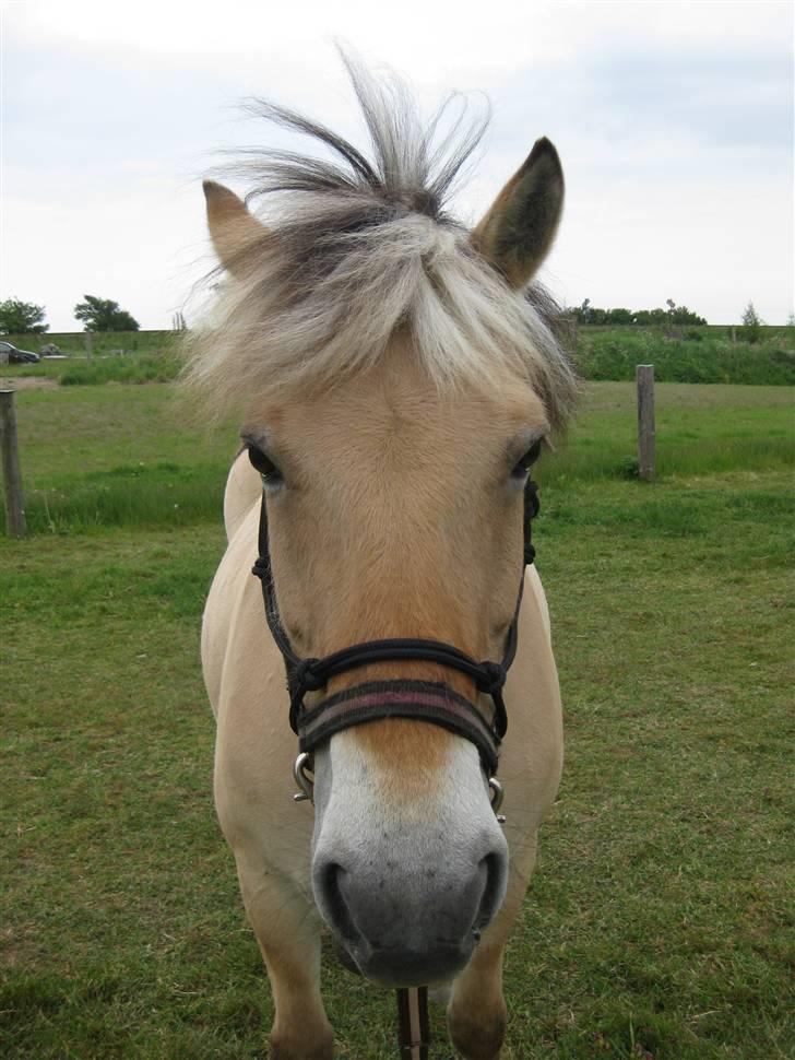 Fjordhest Nørgårdens Athene - den smukkeste pige! billede 17