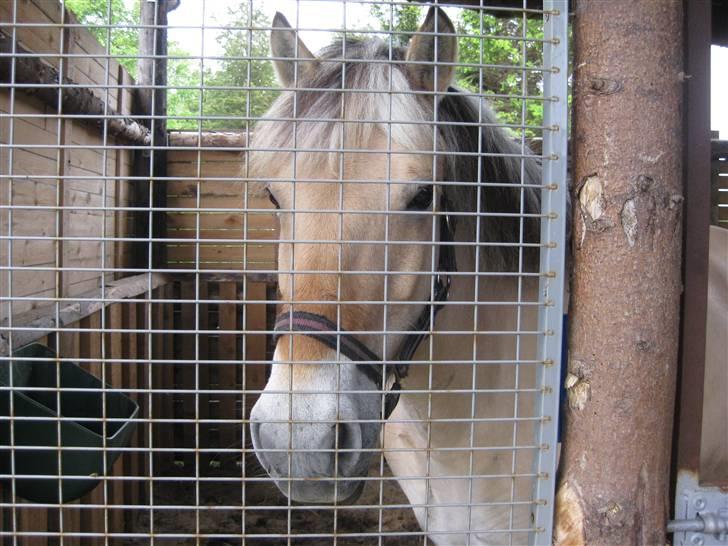 Fjordhest Nørgårdens Athene - i boxen:D billede 18